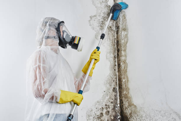 Best Mold Removal Company Near Me  in Jourdanton, TX