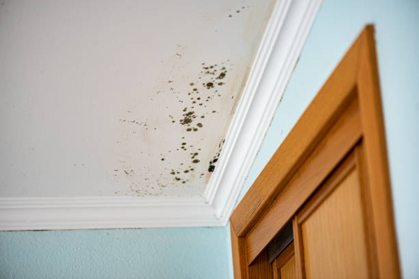 Best Office Mold Removal Services  in Jourdanton, TX