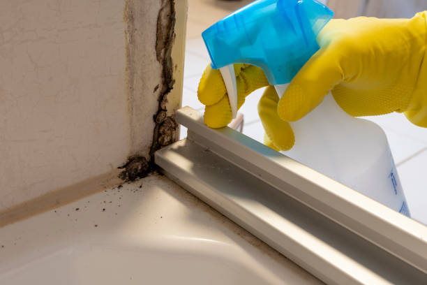 Best Residential Mold Removal  in Jourdanton, TX