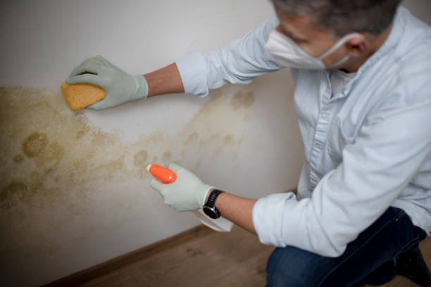 Best Mold Removal Near Me  in Jourdanton, TX