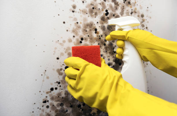 Professional Mold Removal in Jourdanton, TX