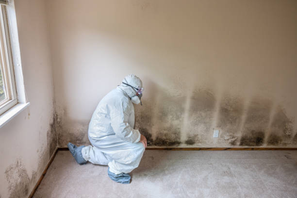 Best Crawl Space Mold Removal  in Jourdanton, TX