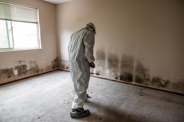 Best Toxic Mold Removal  in Jourdanton, TX