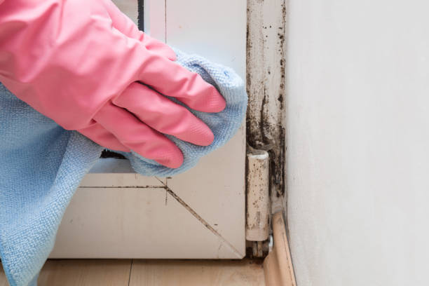 Best Professional Mold Removal  in Jourdanton, TX