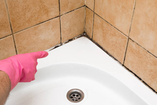 Best Toxic Mold Removal  in Jourdanton, TX